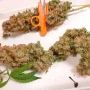 Семена конопли CBG-Force® от Dutch Passion